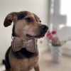 Bow tie for dog beige | PETZWELCOME