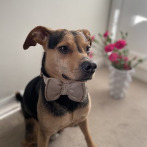Bow tie for dog beige | PETZWELCOME