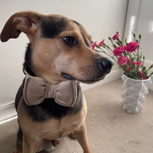 Bow tie for dog beige | PETZWELCOME