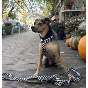 Adjustable dog leash Checkerboard | PETZWELCOME