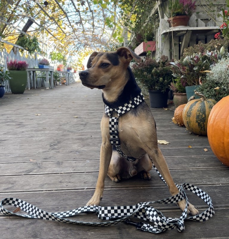 Adjustable dog leash Checkerboard | PETZWELCOME