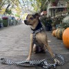 Adjustable dog leash Checkerboard | PETZWELCOME
