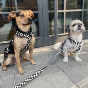 Adjustable dog leash Checkerboard | PETZWELCOME