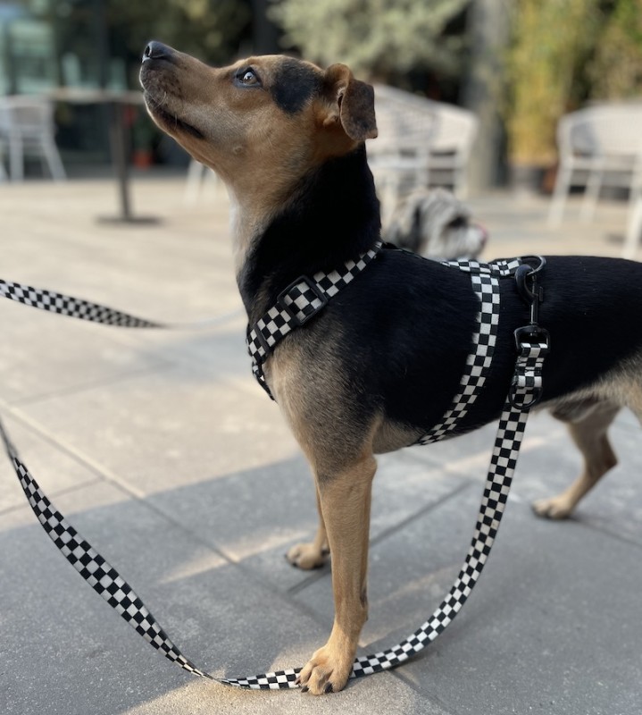Adjustable dog leash Checkerboard | PETZWELCOME