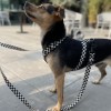 Smycz przepinana Szachownica Regulowana i Wytrzymała| PETZWELCOME