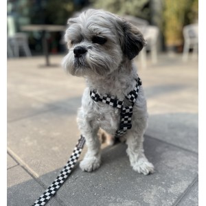 Adjustable dog leash Checkerboard | PETZWELCOME