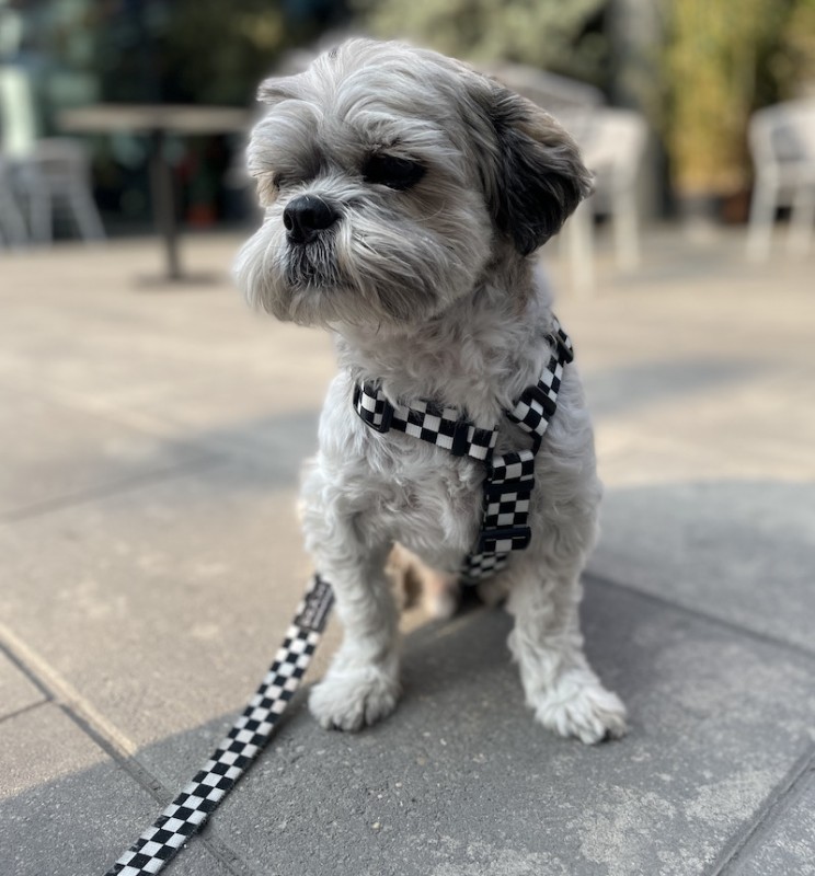 Adjustable dog leash Checkerboard | PETZWELCOME