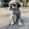 Adjustable dog leash Checkerboard | PETZWELCOME