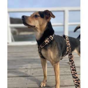 Adjustable dog leash Panther | PETZWELCOME