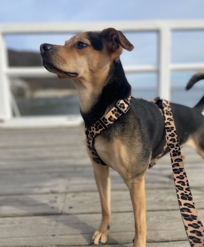 Adjustable dog leash Panther | PETZWELCOME