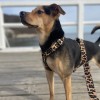 Adjustable dog leash Panther | PETZWELCOME