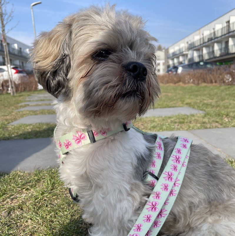Guard harness Pink Ribbon | PETZWELCOME