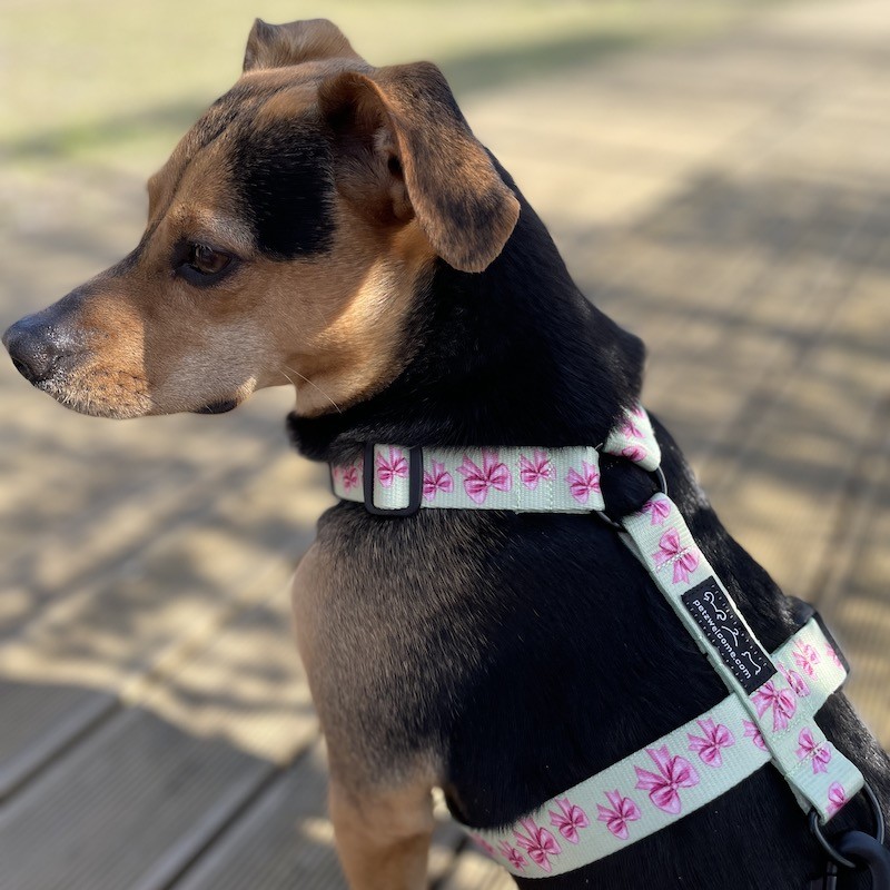 Guard harness Pink Ribbon | PETZWELCOME