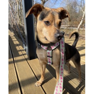 Guard harness Pink Ribbon | PETZWELCOME