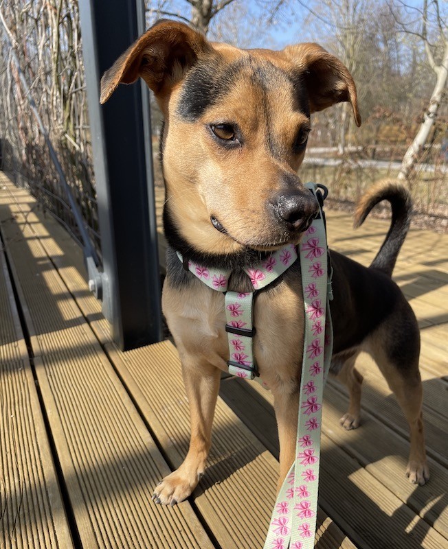 Guard harness Pink Ribbon | PETZWELCOME