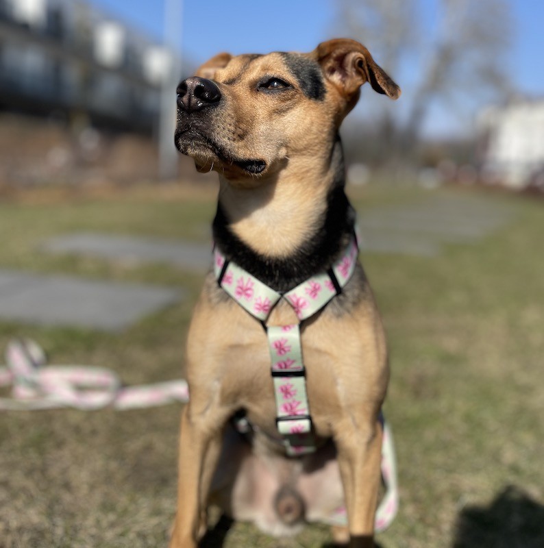 Guard harness Pink Ribbon | PETZWELCOME