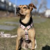 Guard harness Pink Ribbon | PETZWELCOME