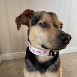 Dog collar Pink Ribbon | PETZWELCOME