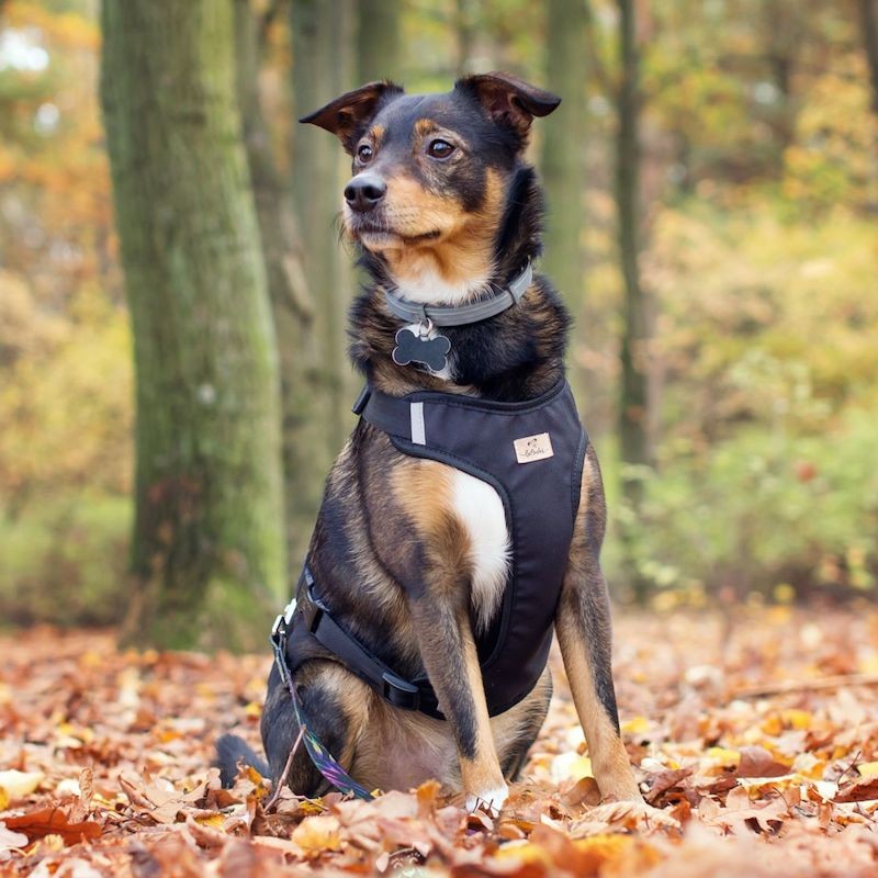 Pressure-free dog harness BeBobi black with AirTag pocke | PETZWELCOME