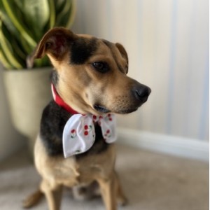 Red collar with scarf FRUITY cherry | PETZWELCOME