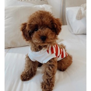 Bluzka dla psa Teddy w paski różowa| Chloe's Home | PETZWELCOME