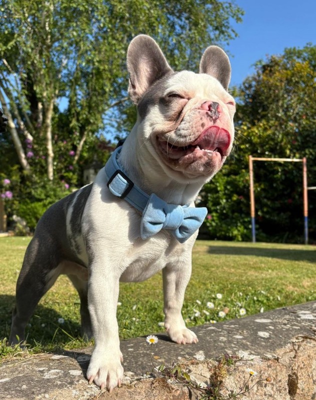 Bow tie for dog blue | Mr Fox | PETZWELCOME