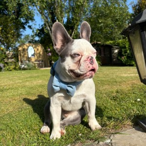 Bow tie for dog blue | Mr Fox | PETZWELCOME