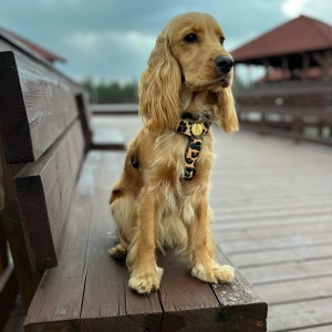 Dog guard harness Panther | PETZWELCOME