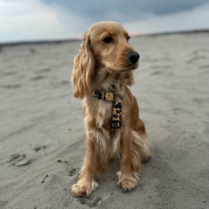 Dog guard harness Panther | PETZWELCOME