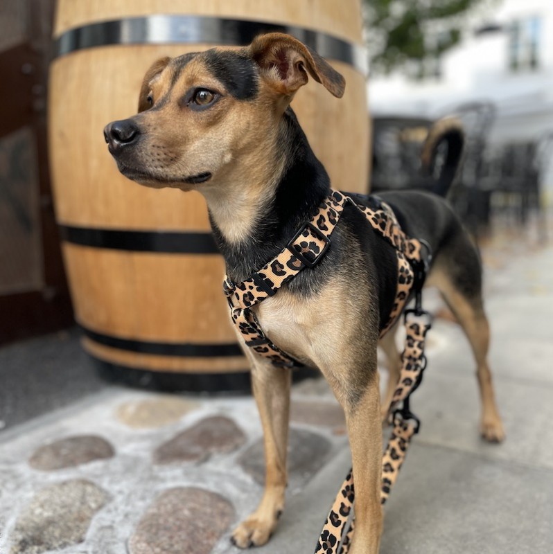 Dog guard harness Panther | PETZWELCOME