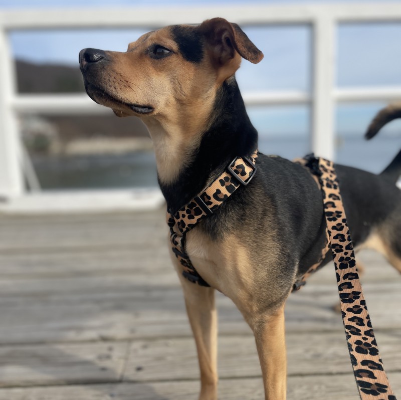 Dog guard harness Panther | PETZWELCOME