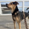 Dog guard harness Panther | PETZWELCOME