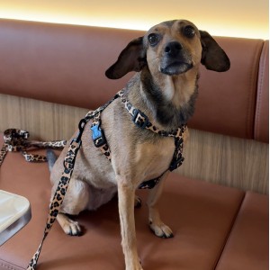 Dog guard harness Panther | PETZWELCOME