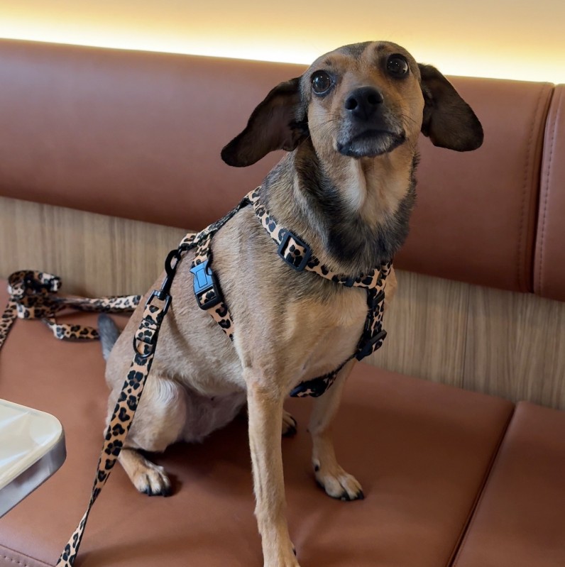 Dog guard harness Panther | PETZWELCOME