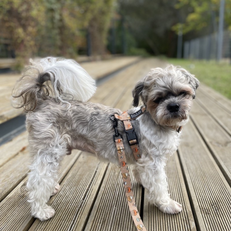 Szelki guard dla psa Puppuccino | PETZWELCOME