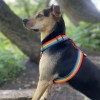 Guard harness Rainbow | PETZWELCOME