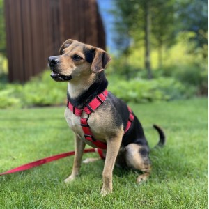 Adjustable red dog leash| PETZWELCOME