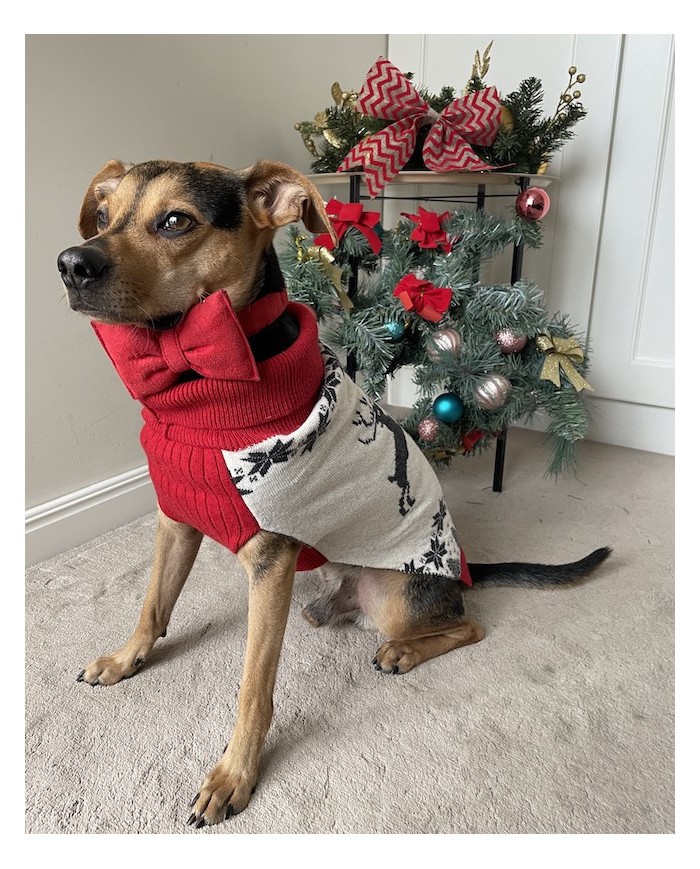 CHRISTMAS JUMPER FOR A REINDEER DOG | PETZWELCOME
