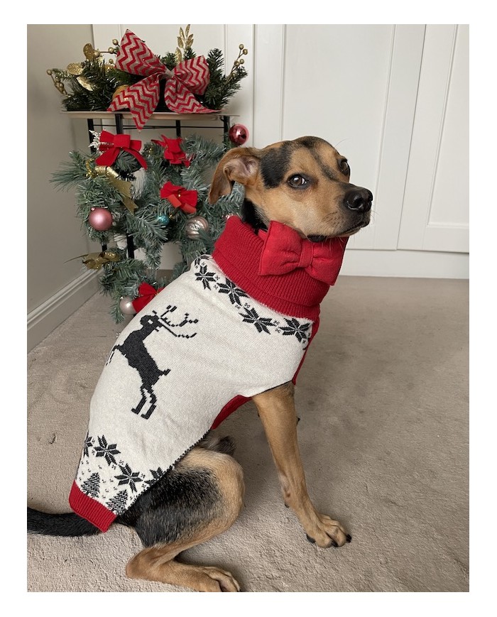 CHRISTMAS JUMPER FOR A REINDEER DOG | PETZWELCOME