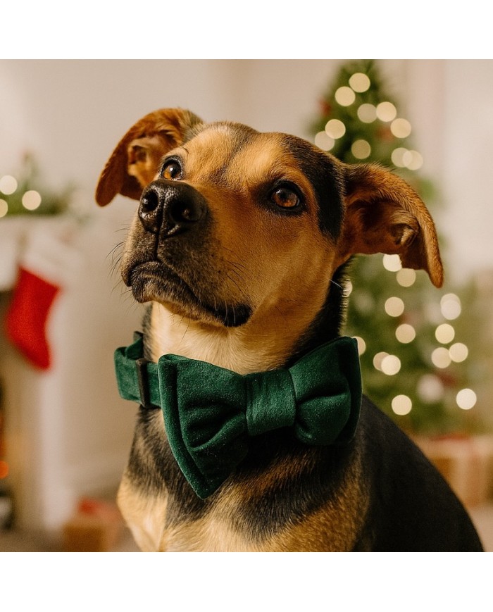 Velvet Dog Bow Tie in Bottle Green | Elegant Handmade Dog Accessory