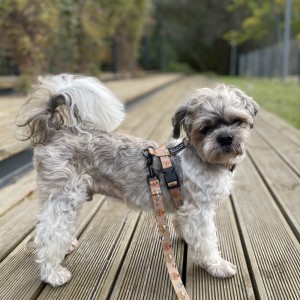 Szelki guard dla psa Puppuccino z 4 klamrami| PETZWELCOME