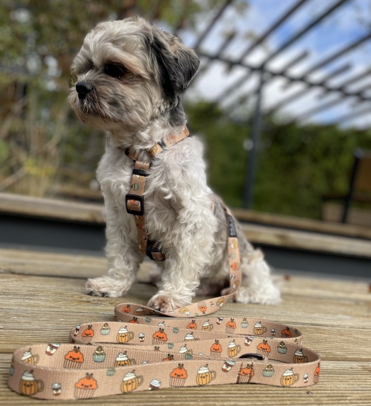 Puppuccino Dog Guard Harness with 4 Buckles | PETZWELCOME