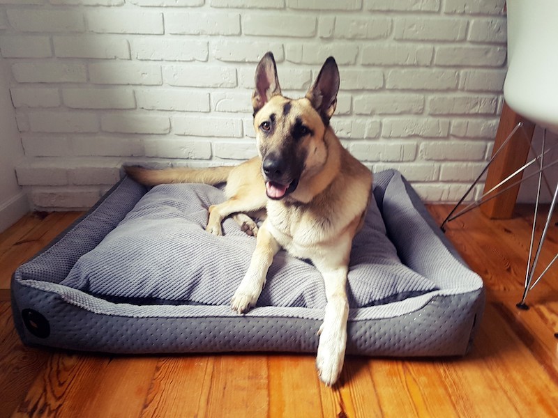 Kanapa Cezar Cezar Premium szara