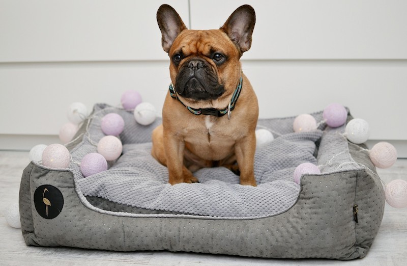 Kanapa Cezar Cezar Premium szara