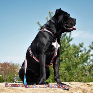 Guard dog harness Comic book