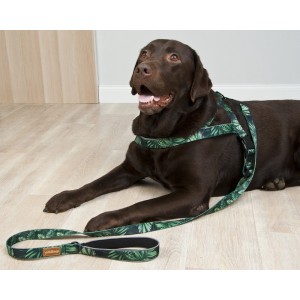 Smycz miejska dla psa forest