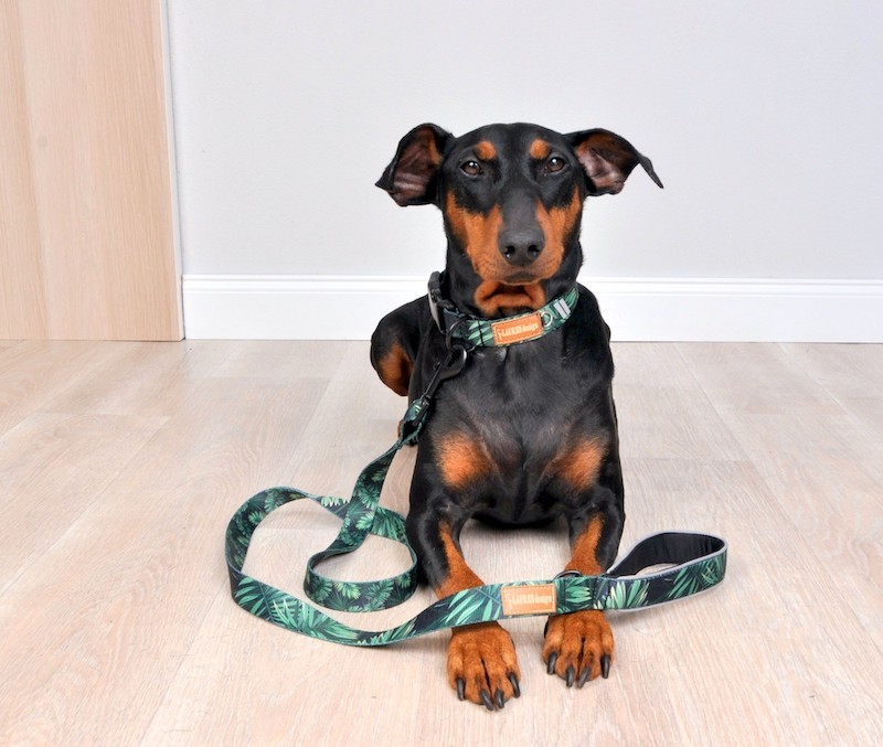 Klasyczne obroża dla psa- forest| Lauren design | PETZWELCOME