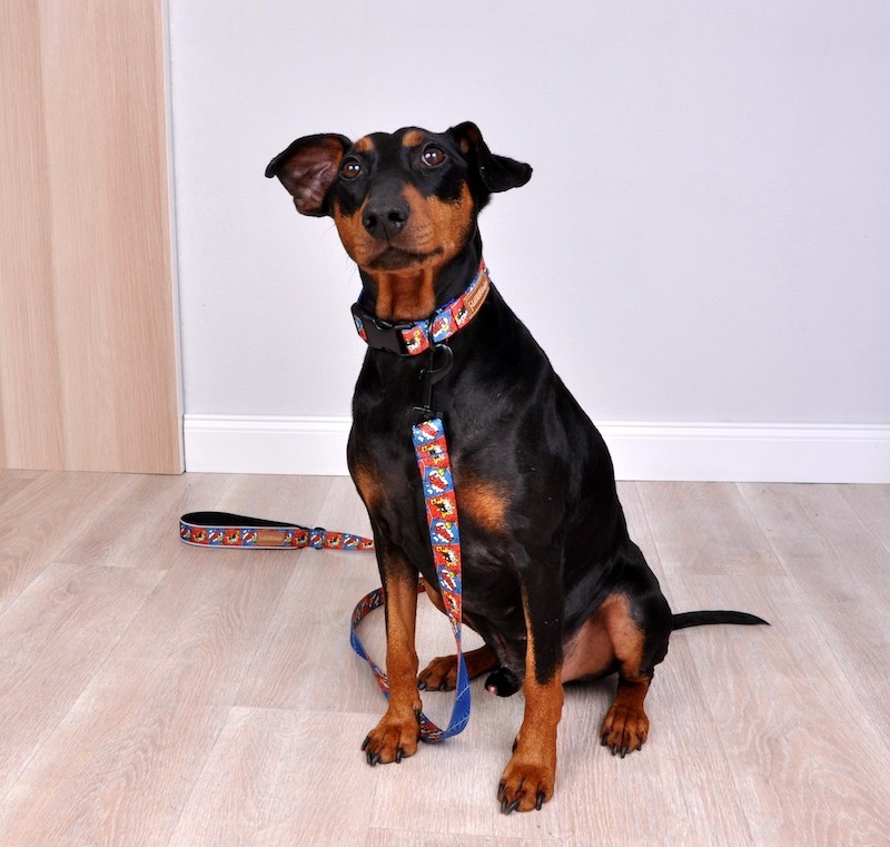 Klasyczne obroża dla psa comic book| Lauren design | PETZWELCOME