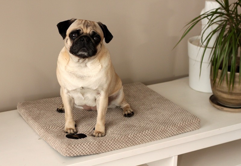 DEMI mattress - beige| Lauren Design | PETZWELCOME