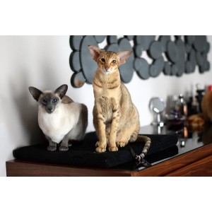 Materac dla psa DEMI czarny | Lauren Design | PETZWELCOME